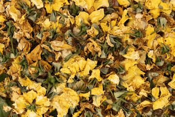 background in the form of a large number of dried yellow roses and dried green stems with petals