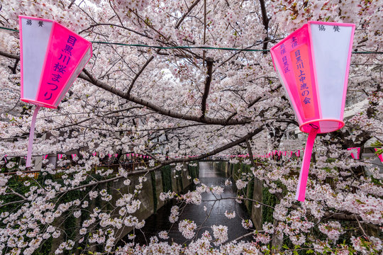 View of Cherry blossoms tree over Meguro River