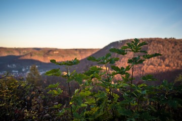 Green Plants