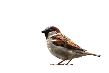 Sparrow bird isolated. Sparrow songbird (family Passeridae) sitting perching isolated cut out on white background close up photo. Bird wildlife as design element.