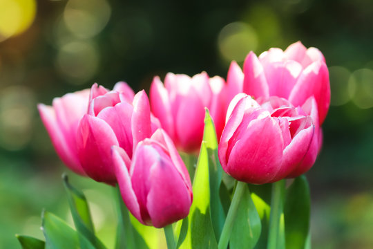 Pink tulips. Spring pink and white tulips blooming with green stalk in a garden field out of focus background. Concept image for seasons Spring and Summer, Nature, Valentine´s and Mother´s Day.