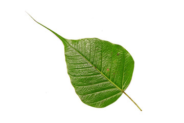 Bodhi leaf Isolated on white background. Fresh green leaf of Bodhi tree. Bodhi tree, the auspicious tree in Buddhism religion.