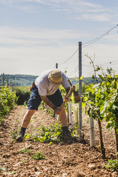 Man working in vineyard
