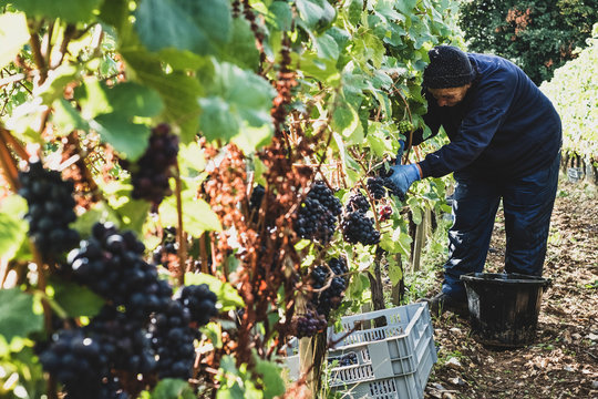 Woman harvesting grapes in vineyard