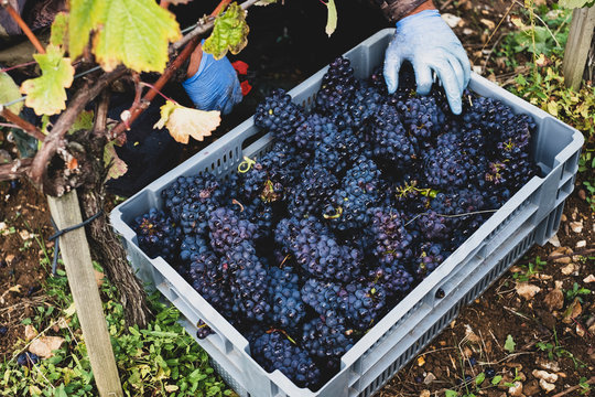Close up of black grapes in plastic crate