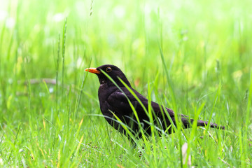 Blackbird male bird sitting on green grass floor. Black songbird sitting and singing on grass with out of focus green bokeh background. Bird wildlife scene.