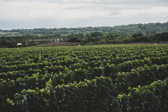 View of vineyard against cloudy sky