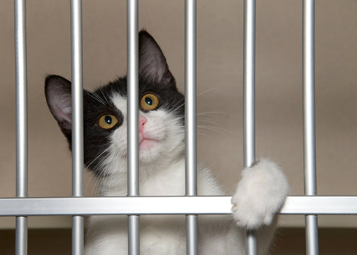 Adorable black and white kitten in a shelter kennel looking out from behind the bars.