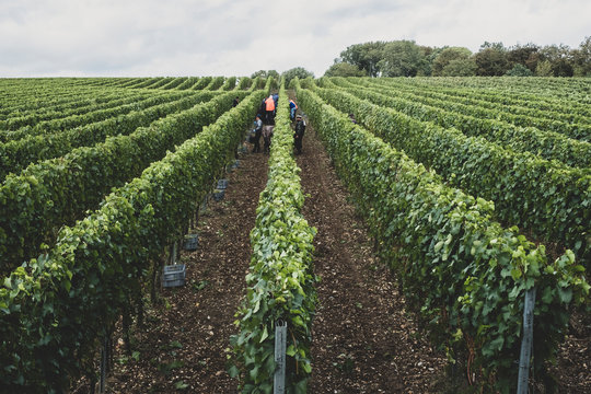 Crowd of people harvesting grapes in vineyard