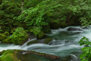 Oirase mountain stream in summer