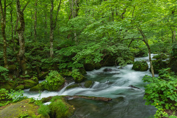 Naklejka na ściany i meble Oirase mountain stream in summer