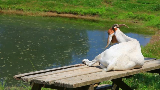 ch&egrave;vre