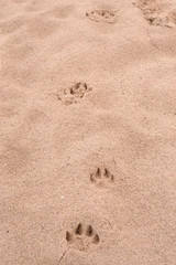 Fototapeta na wymiar Dog footprints in the sand