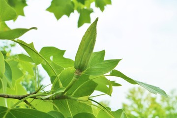 ユリノキ　つぼみ　夏　茨城