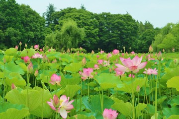 大賀ハス　池　夏　風景　公園　茨城