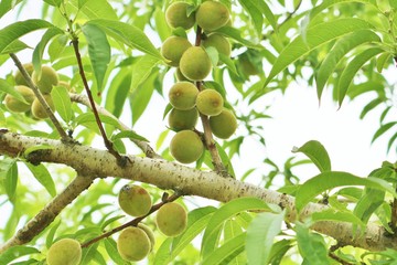 桃の木　小さい実　夏　茨城