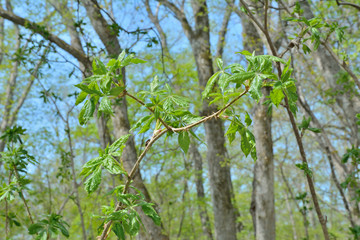 Branch of bush (Eleutherococcus senticosus) 5