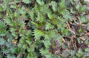 Young nettle 4