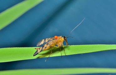 Insect Scorpion's tail (Panorpa Communis) 6