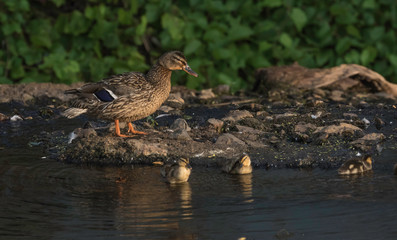female mallard and ducklings
