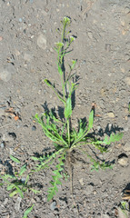 Herb shepherd's purse (Capsella bursa-pastoris) 3