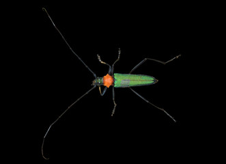 Capricorn beetle (Chloridolum sieversi) 4