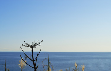 枯れ草　海　空　素材