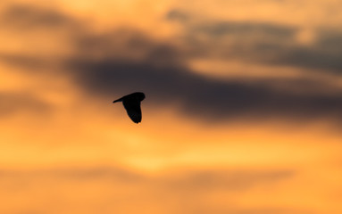 Snowy owl in the winter