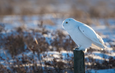 Snowy owl in the winter