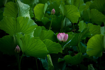  Lotus in the morning of summer