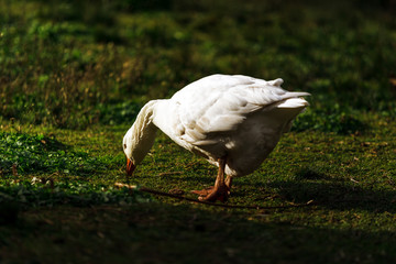 White goose eating on the grass at sunset