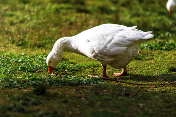 White goose eating on the grass at sunset