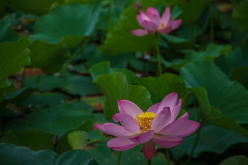  Lotus in the morning of summer