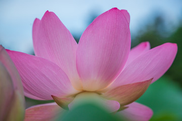 Naklejka premium Lotus in the morning of summer