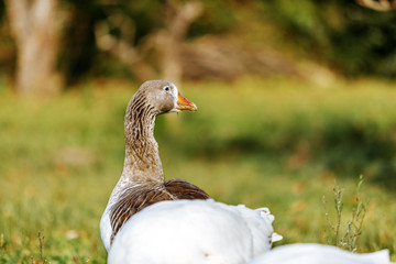 Gray goose in a garden at sunset