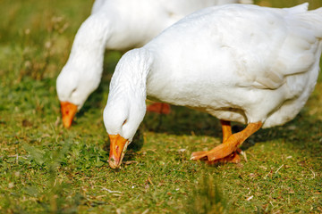 Two white geese eating on the grass at sunset in a garden
