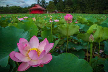  Lotus in the morning of summer