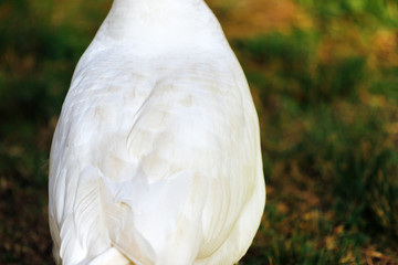 Close-up of a white goose's back
