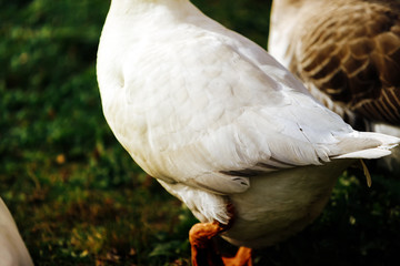 Close-up of a white goose's body walking through a garden