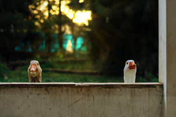 Two geese peek over a wall at sunset