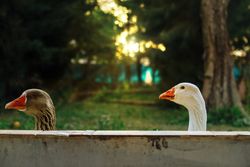 Two geese peek over a wall at sunset