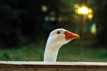 Close-up of a white goose peeking over a wall at sunset