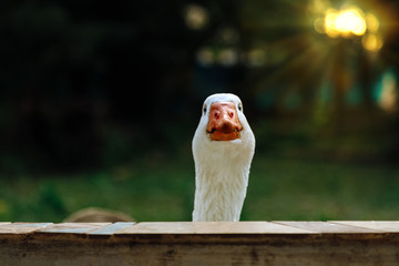 Close-up of a white goose peeking over a wall at sunset
