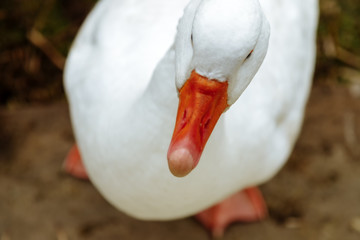 Close-up of a white goose seen from above