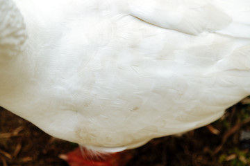 Close-up of the side of a white goose