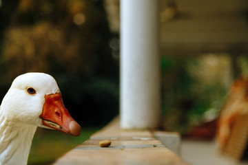 Close-up of the head of a white goose eating pet food