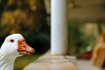 Close-up of the head of a white goose eating pet food