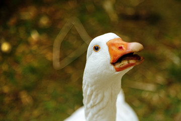 Close-up of a white goose squawking