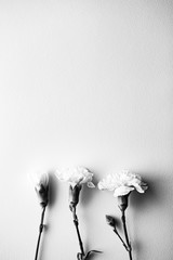 flower white background mockup
