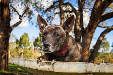 Naklejka premium Dog Start